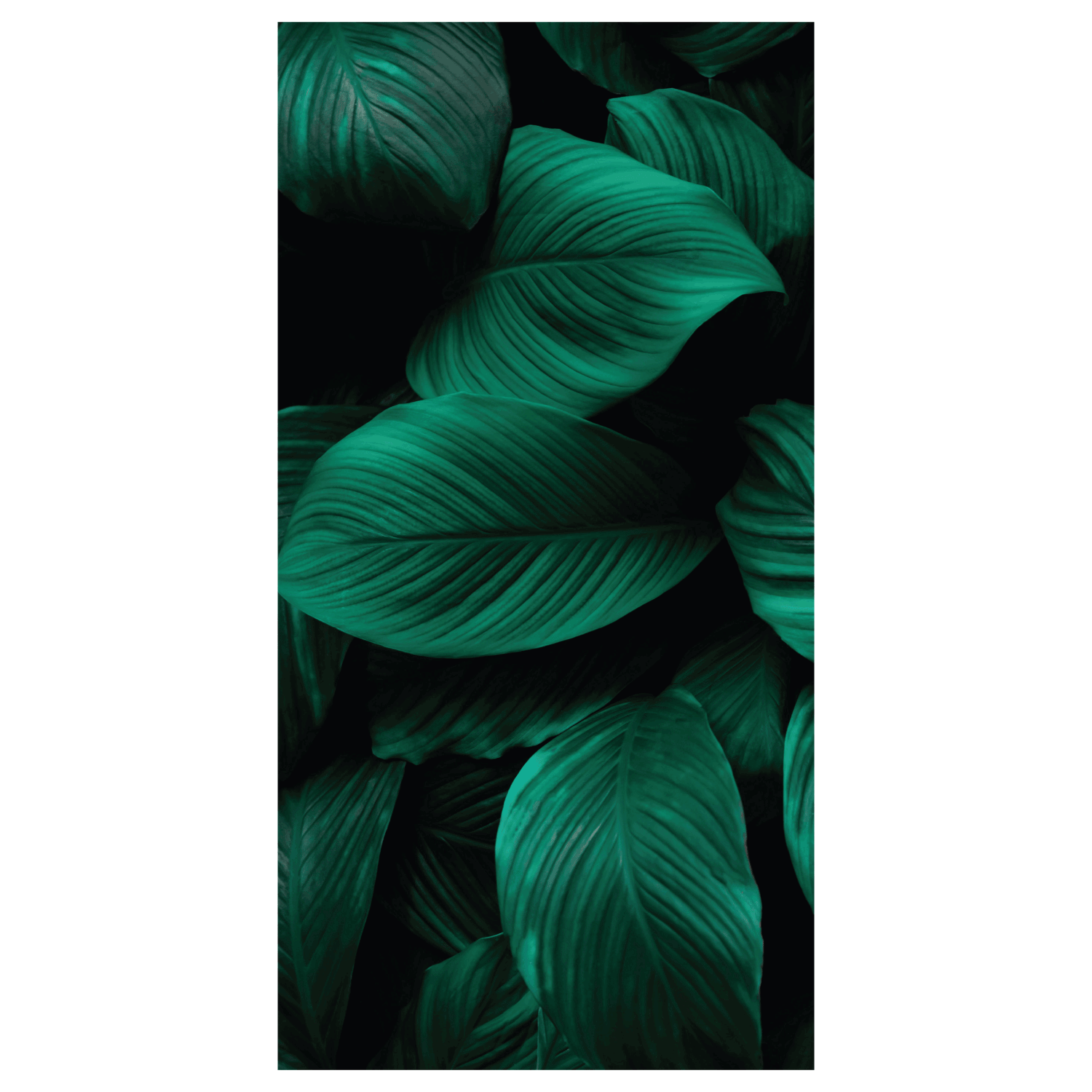 Termoarredo idraulico 120x58,5 cm interasse mm 50 Modello 'Leaf' Termocrea by CeramicStore | Lo specialista del tuo bagno